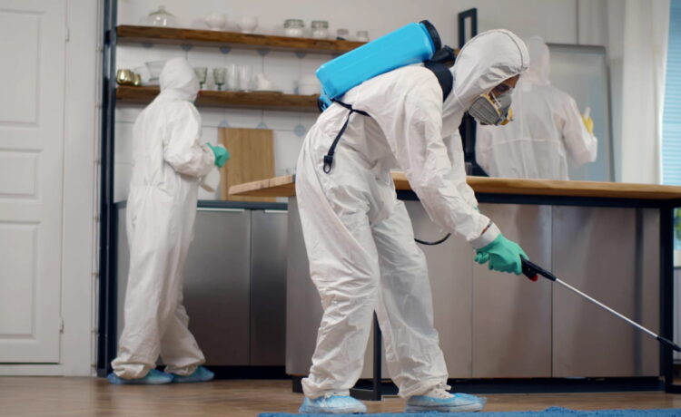 Tweed Heads pest control